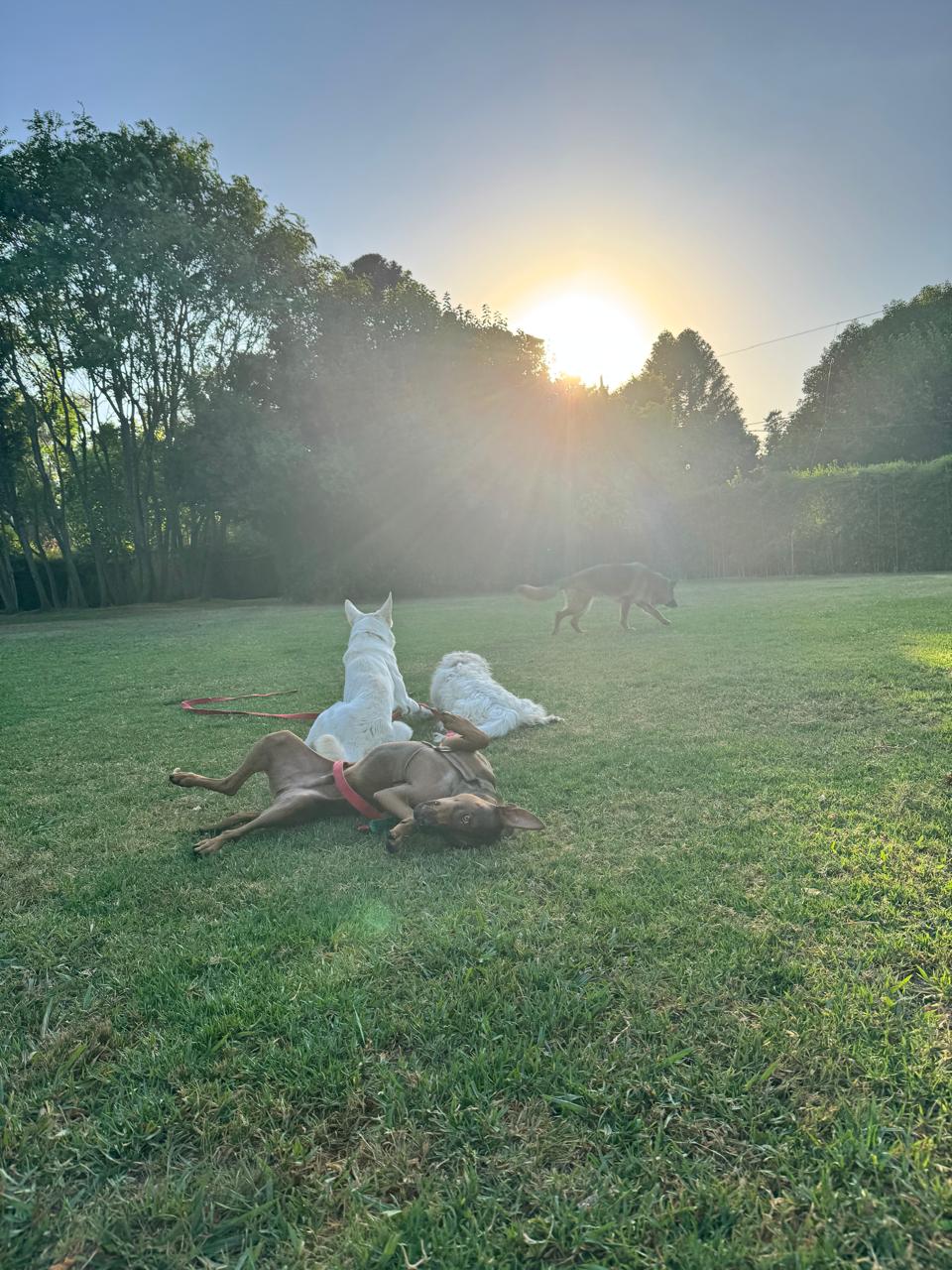 Perros disfrutando al aire libre