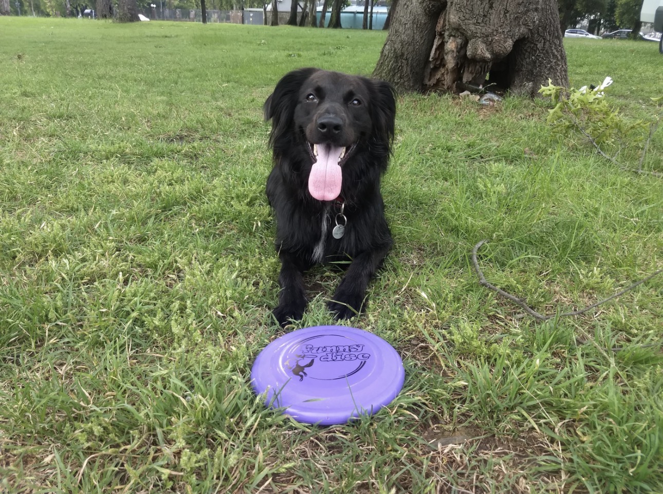 Disc Dog