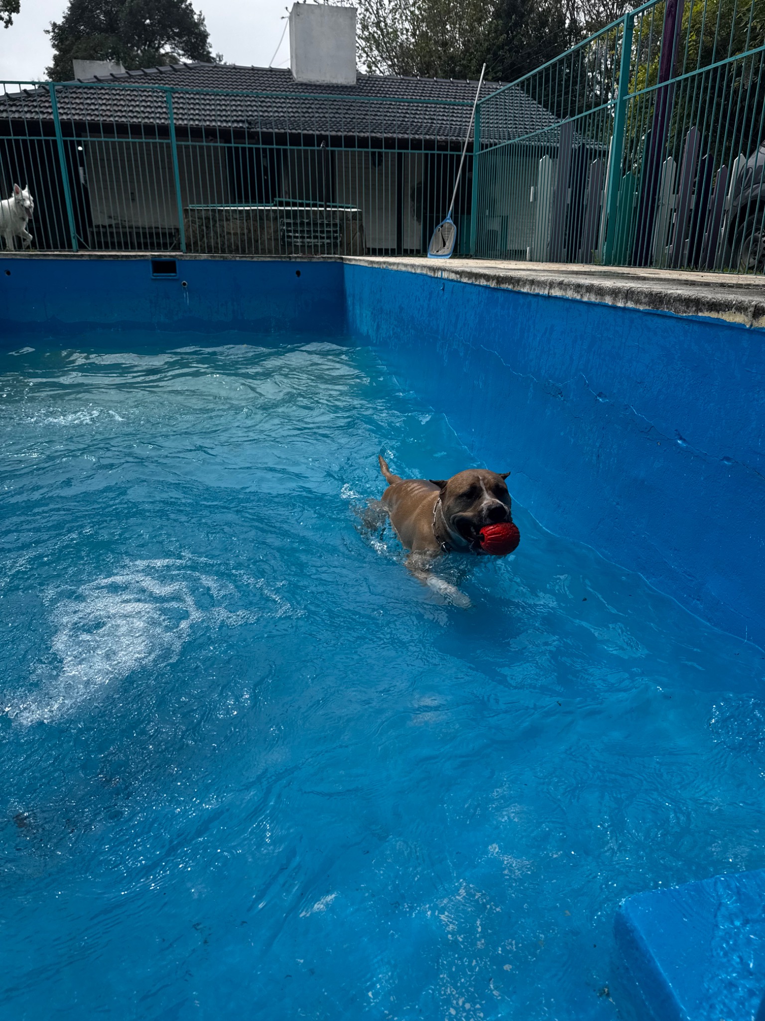 Natación