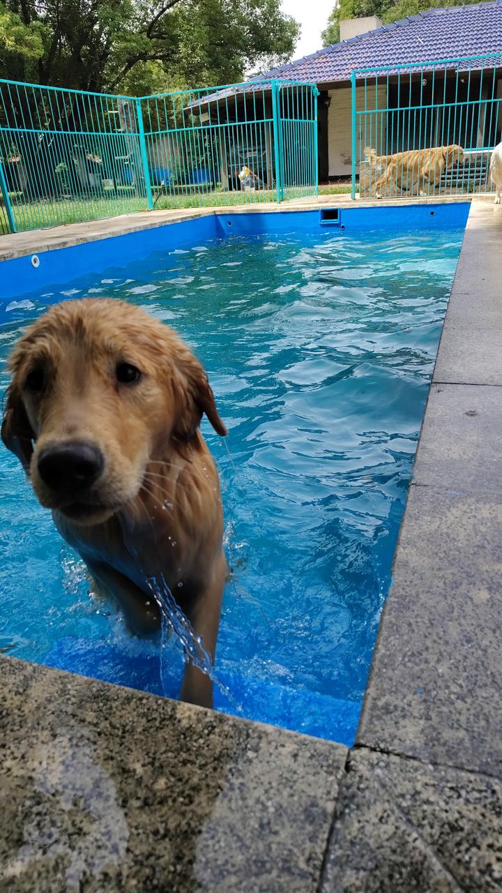 Actividades para perros