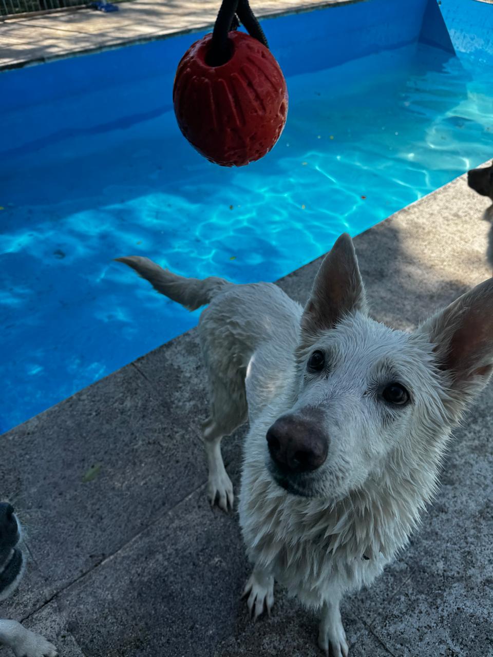 Actividad canina