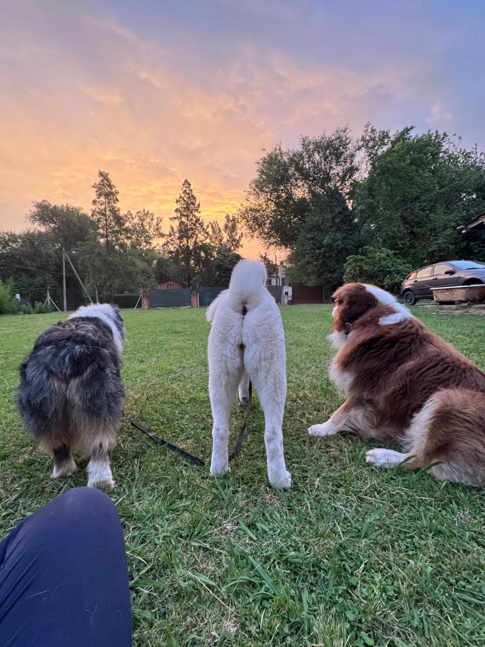 Perro conociendo al grupo