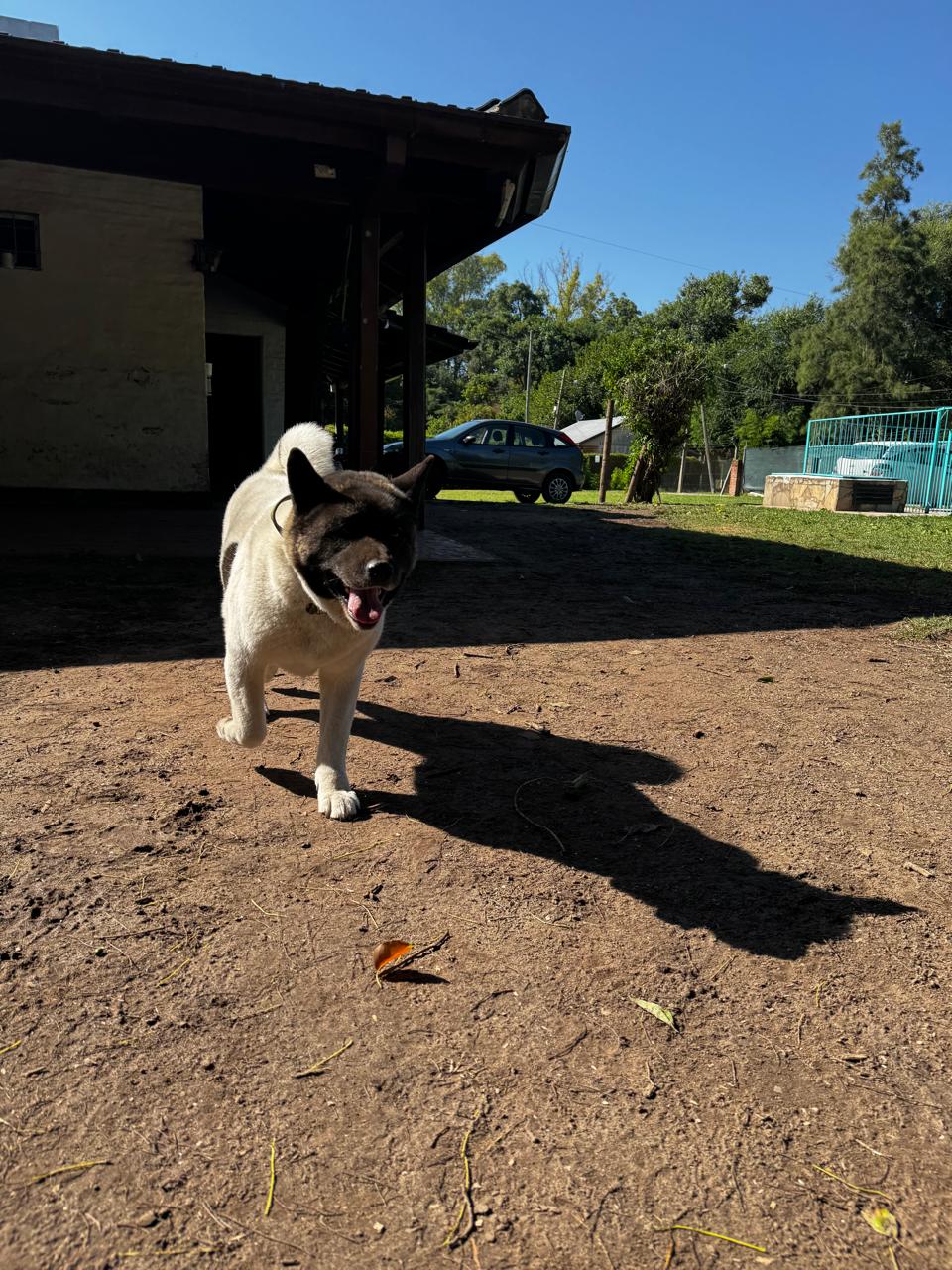 Perro conociendo el espacio