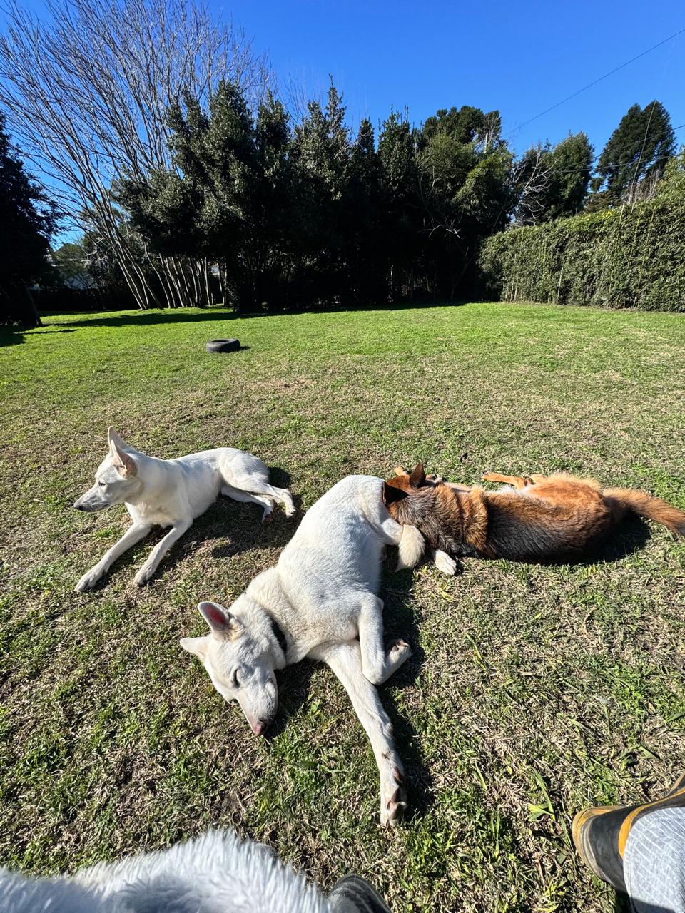 Convivencia entre perros en Artemisa