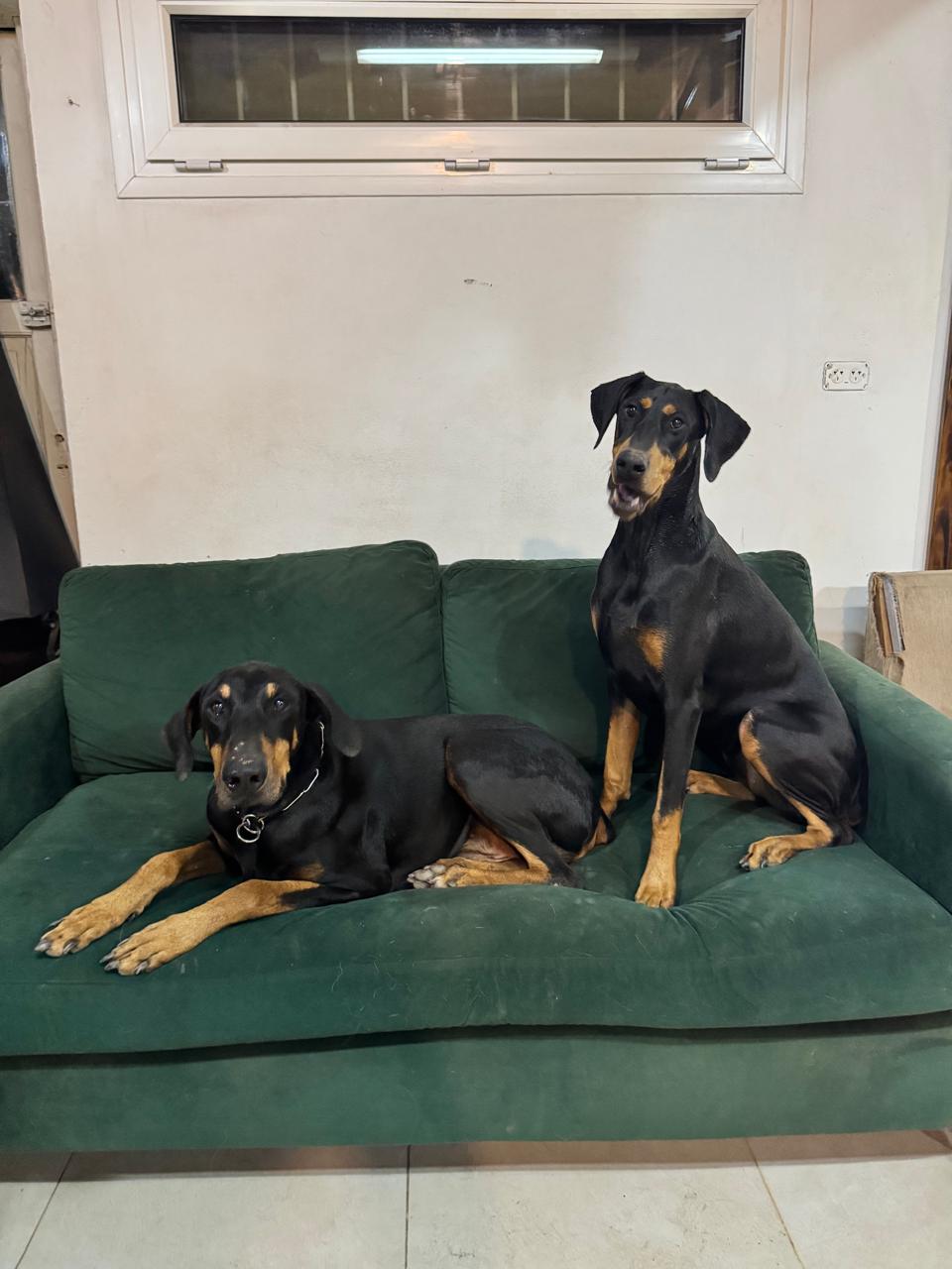 Perros descansando