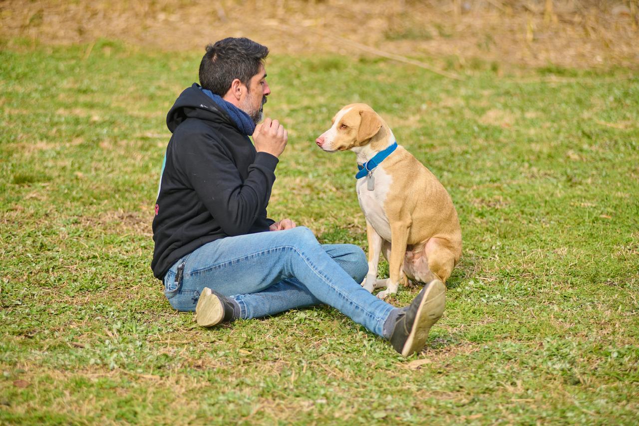 Trabajo de educación canina
