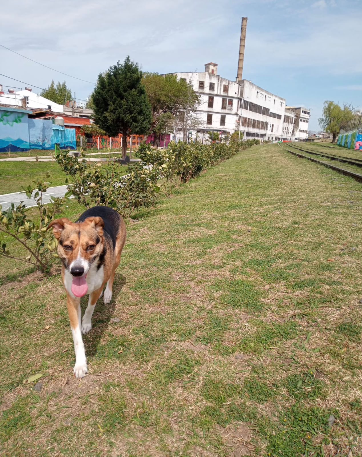 Perro caminando por un espacio verde urbano
