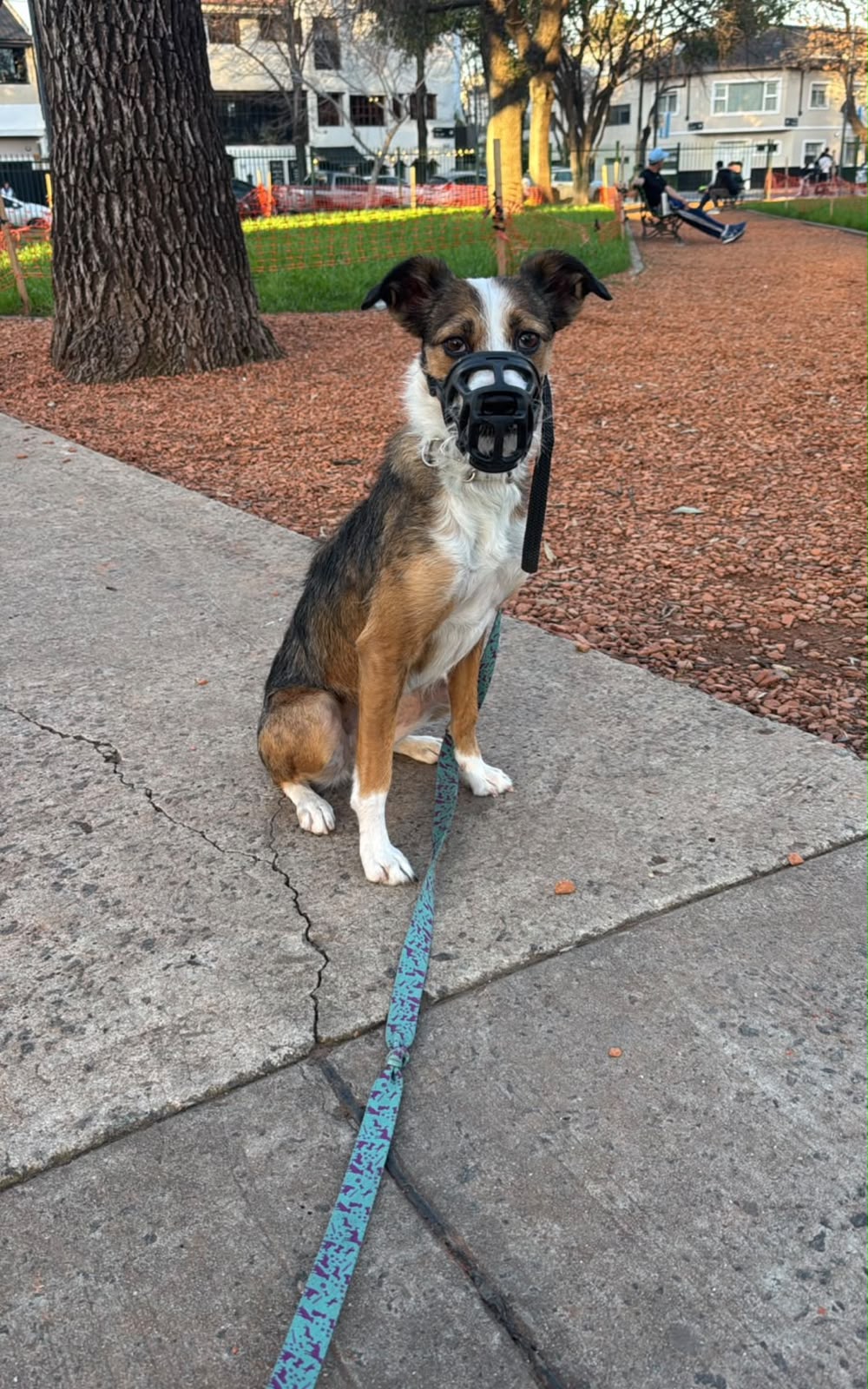 Perro sentado durante una salida a la plaza