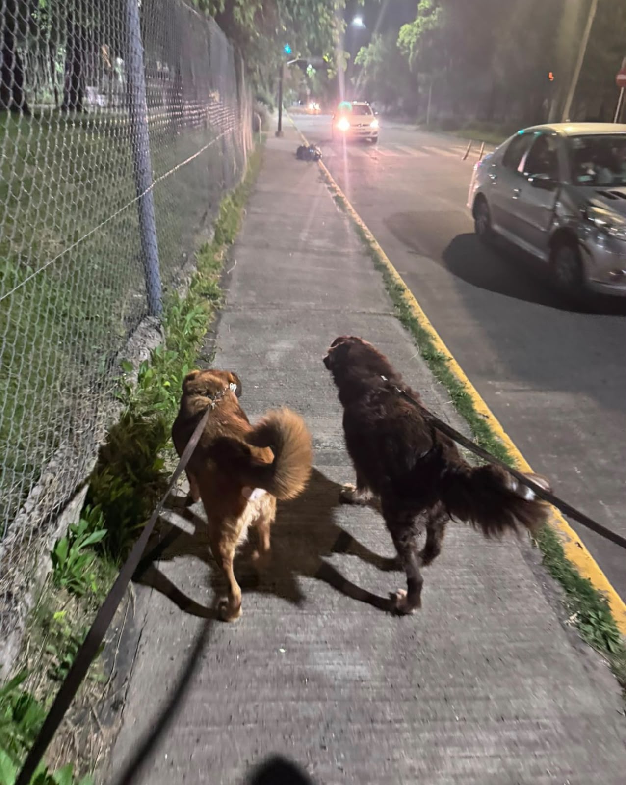 Dos perros paseando juntos con correa