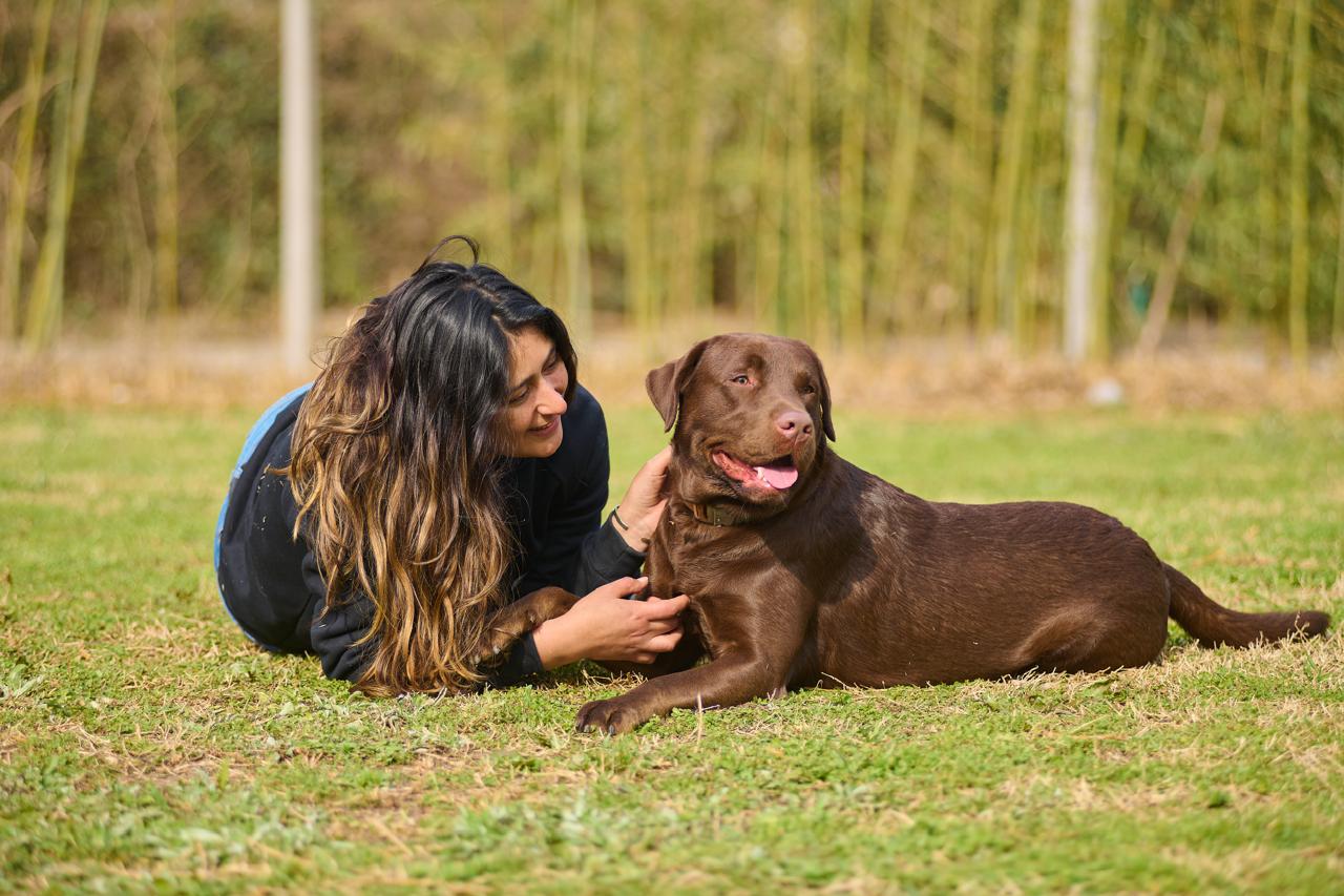 Artemisa y los perros