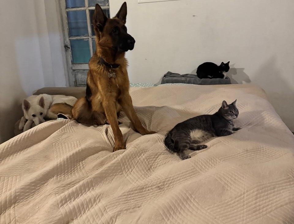 Perros y gatos descansando dentro de la casa