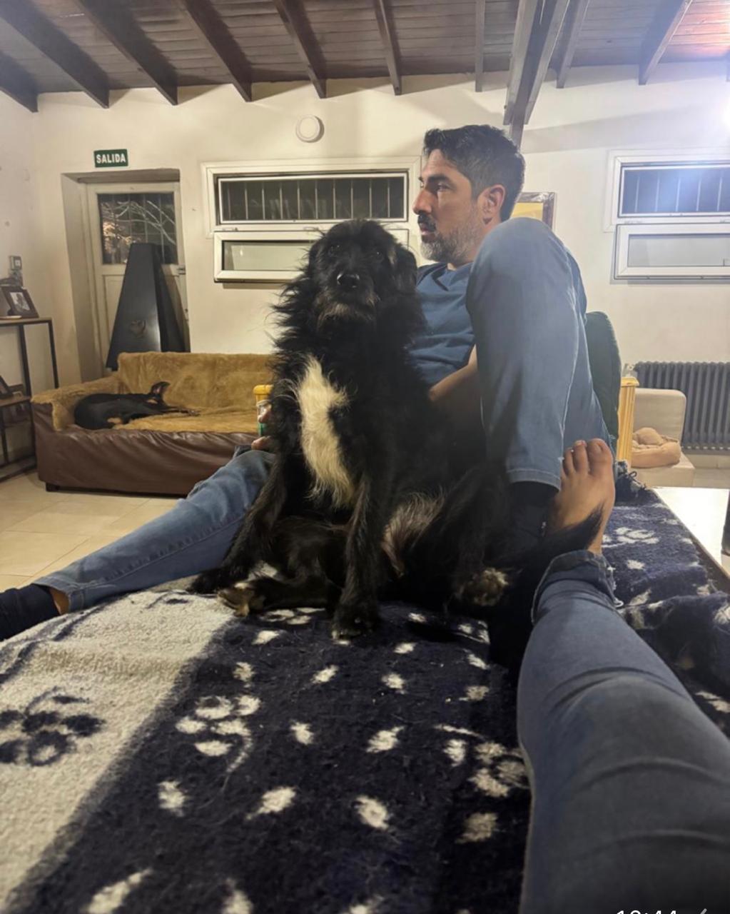 Perros y gatos compartiendo un momento de descanso