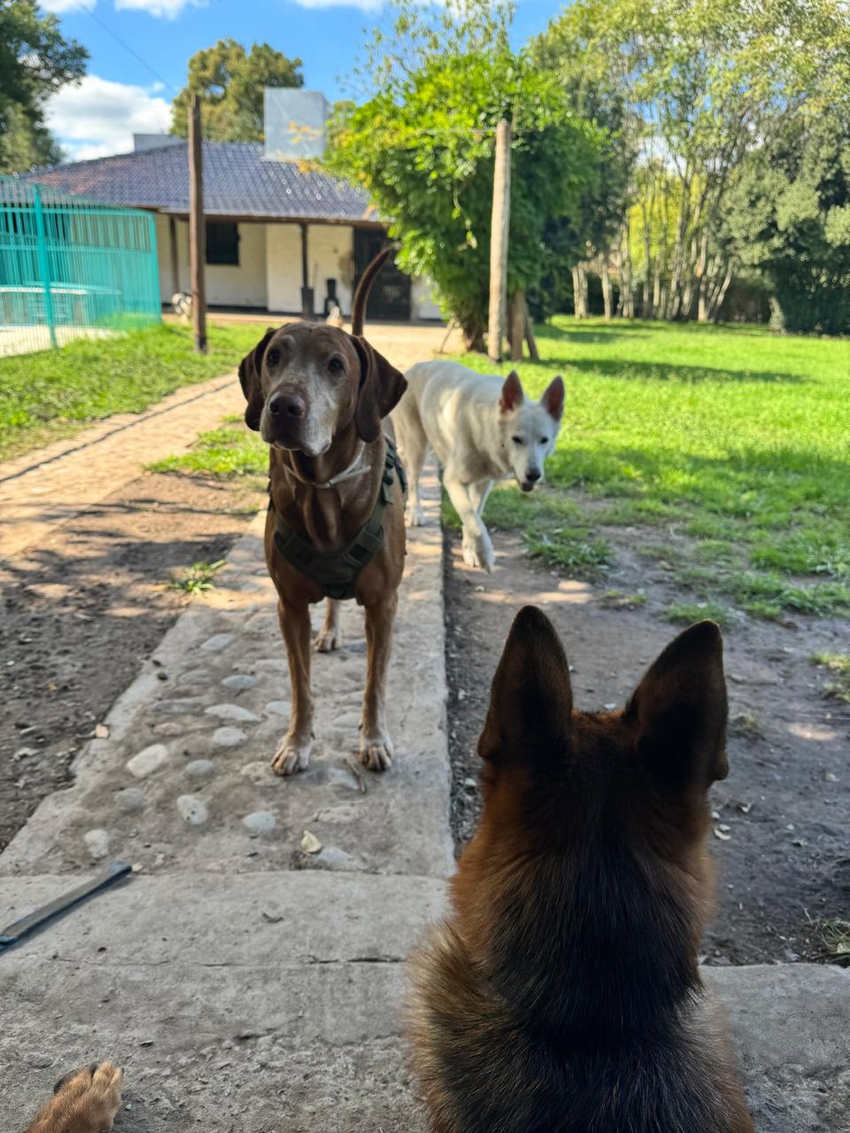 Perros en Artemisa