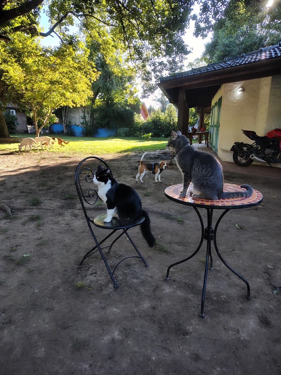 Animales compartiendo el entorno de Artemisa