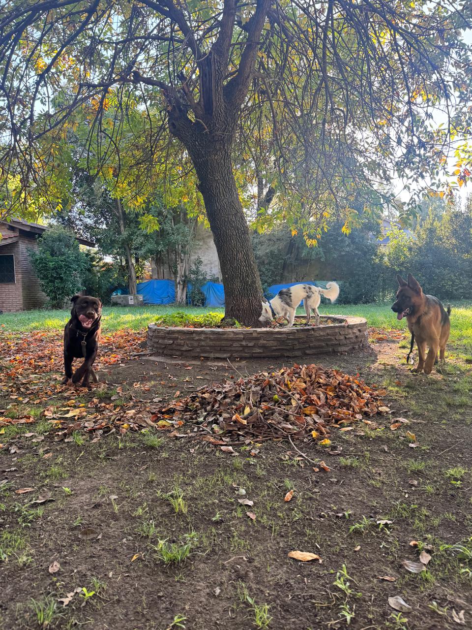 Perros explorando el espacio exterior de Artemisa