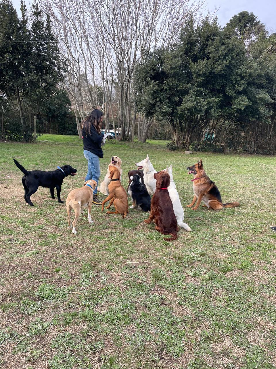 Grupo de perros