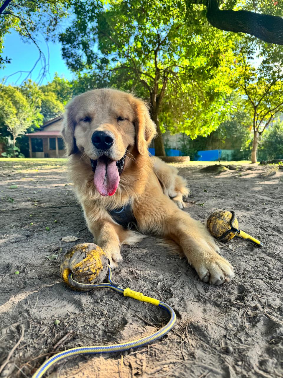 Perro aprendiendo con pelotas