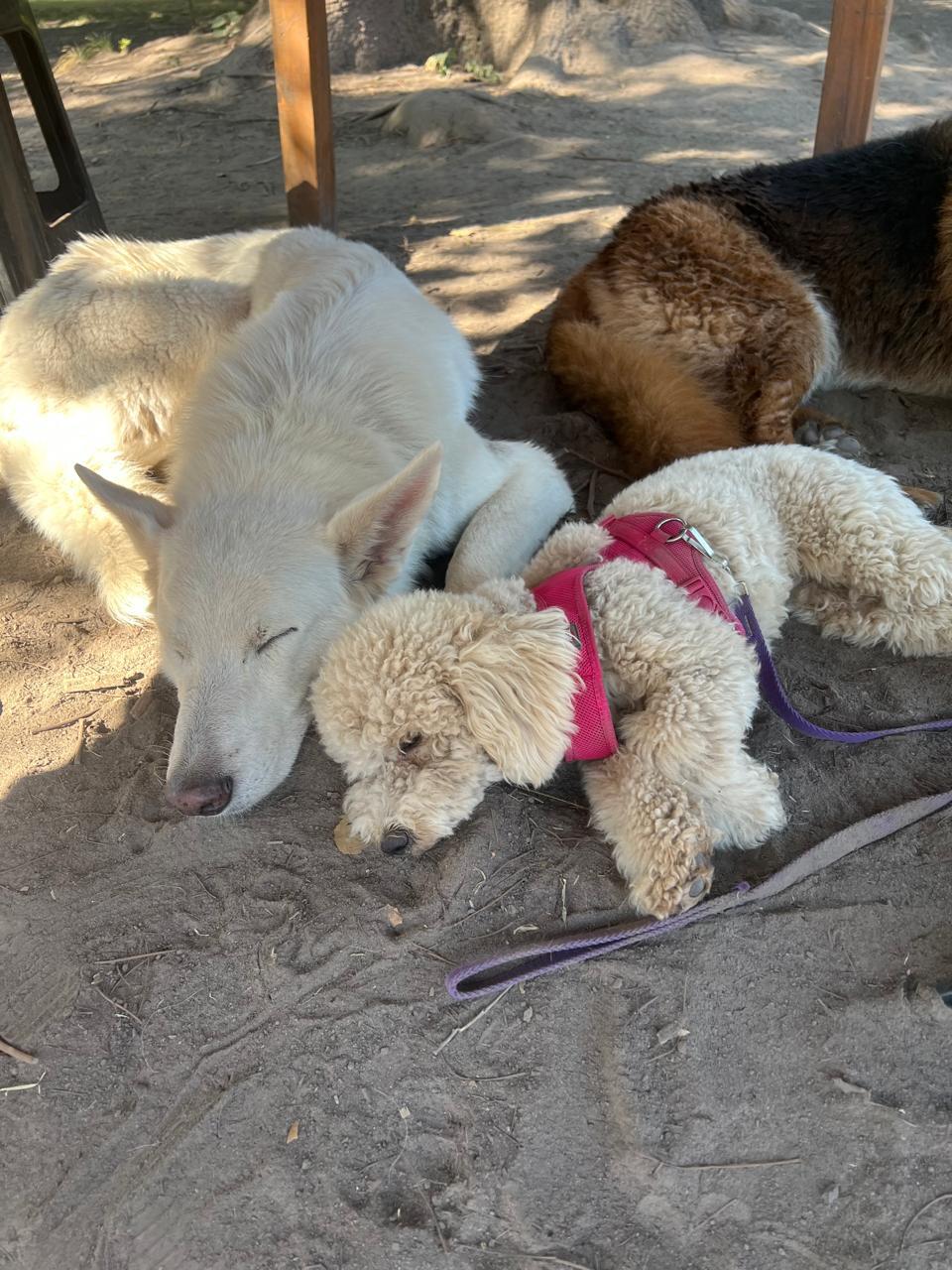 Perros descansando