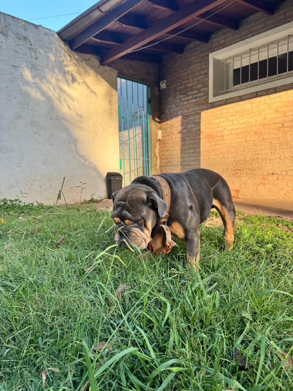 Perro explorando