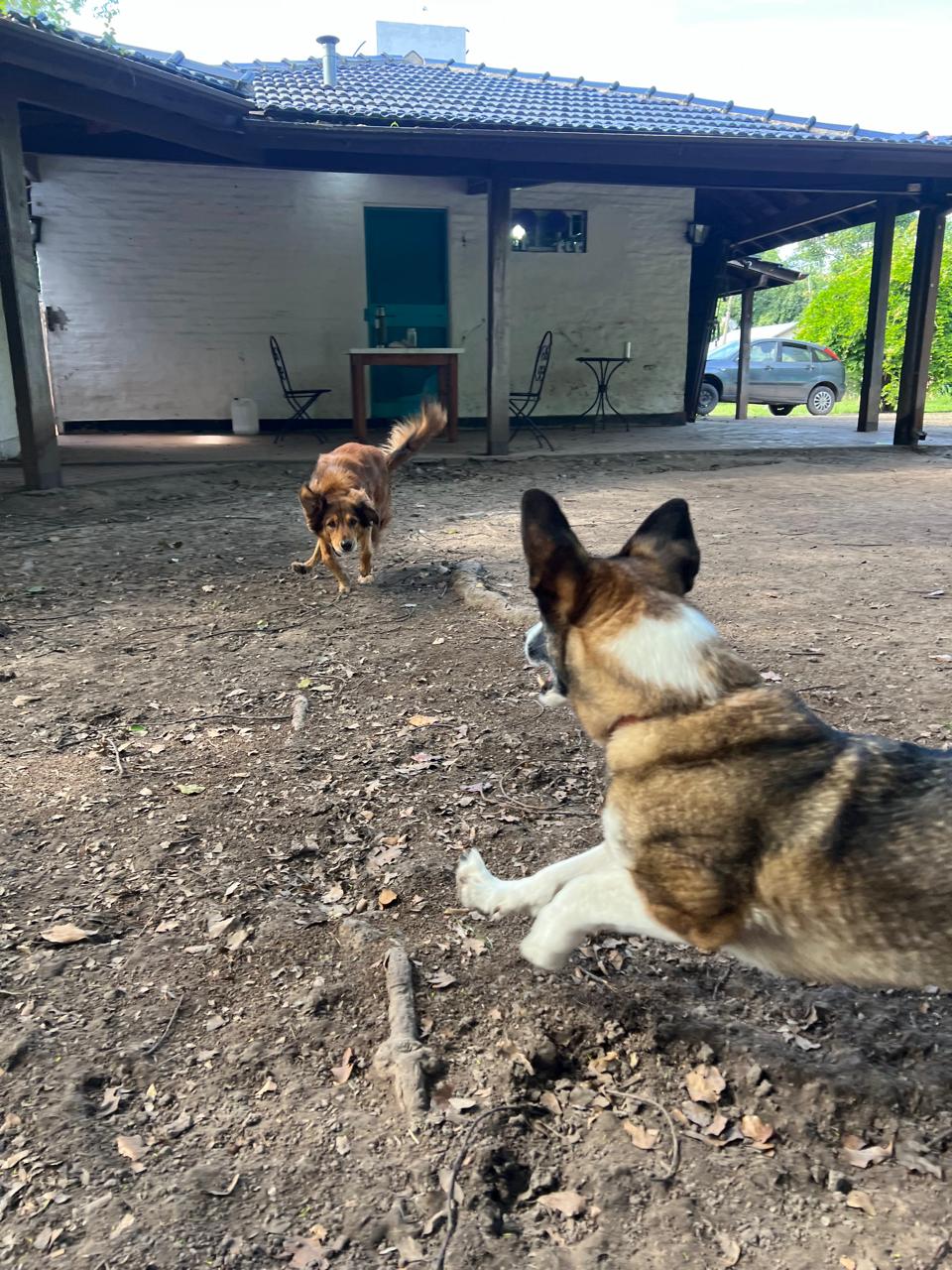 Perros corriendo