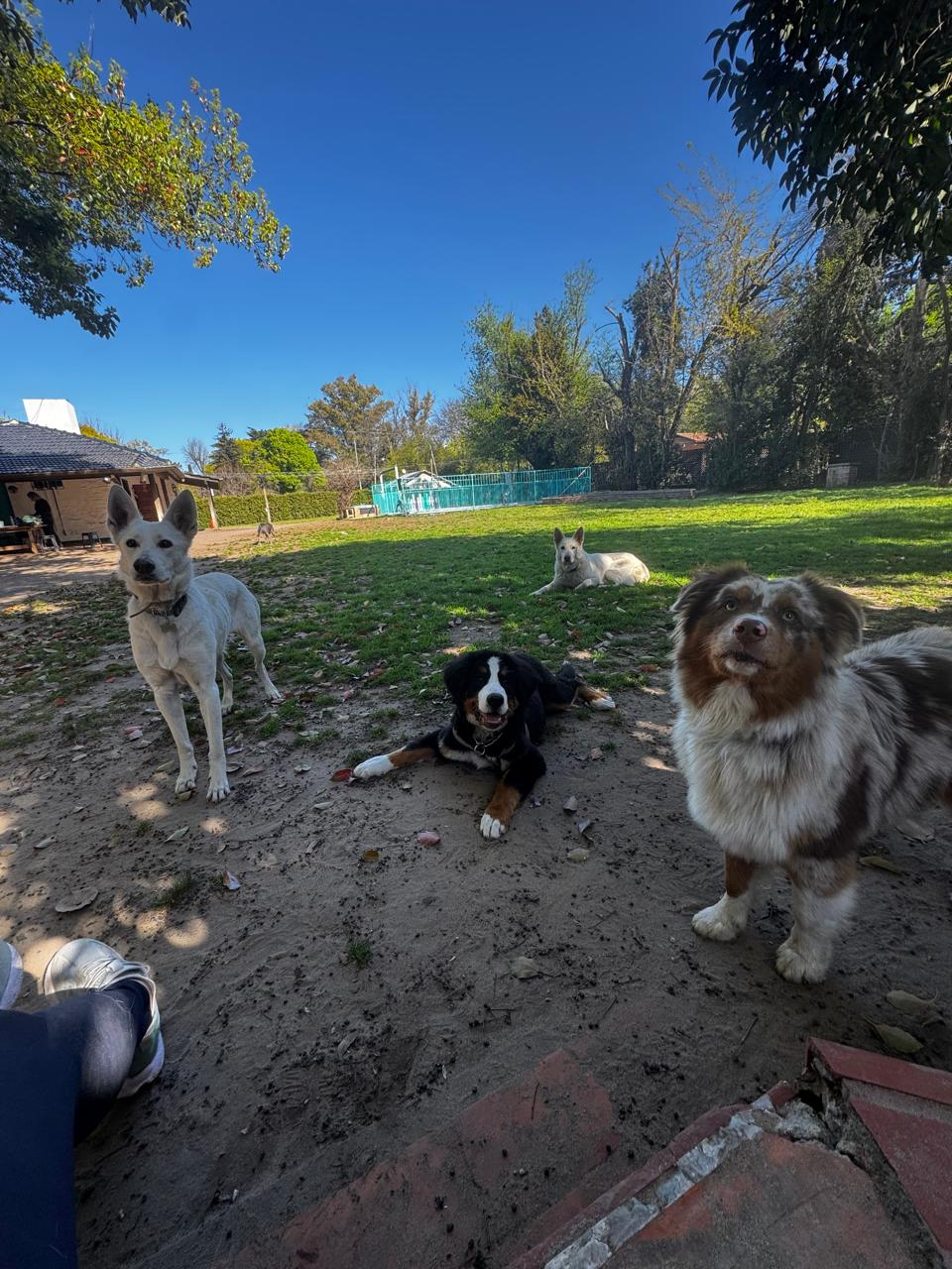 Perros compartiendo una jornada en Artemisa
