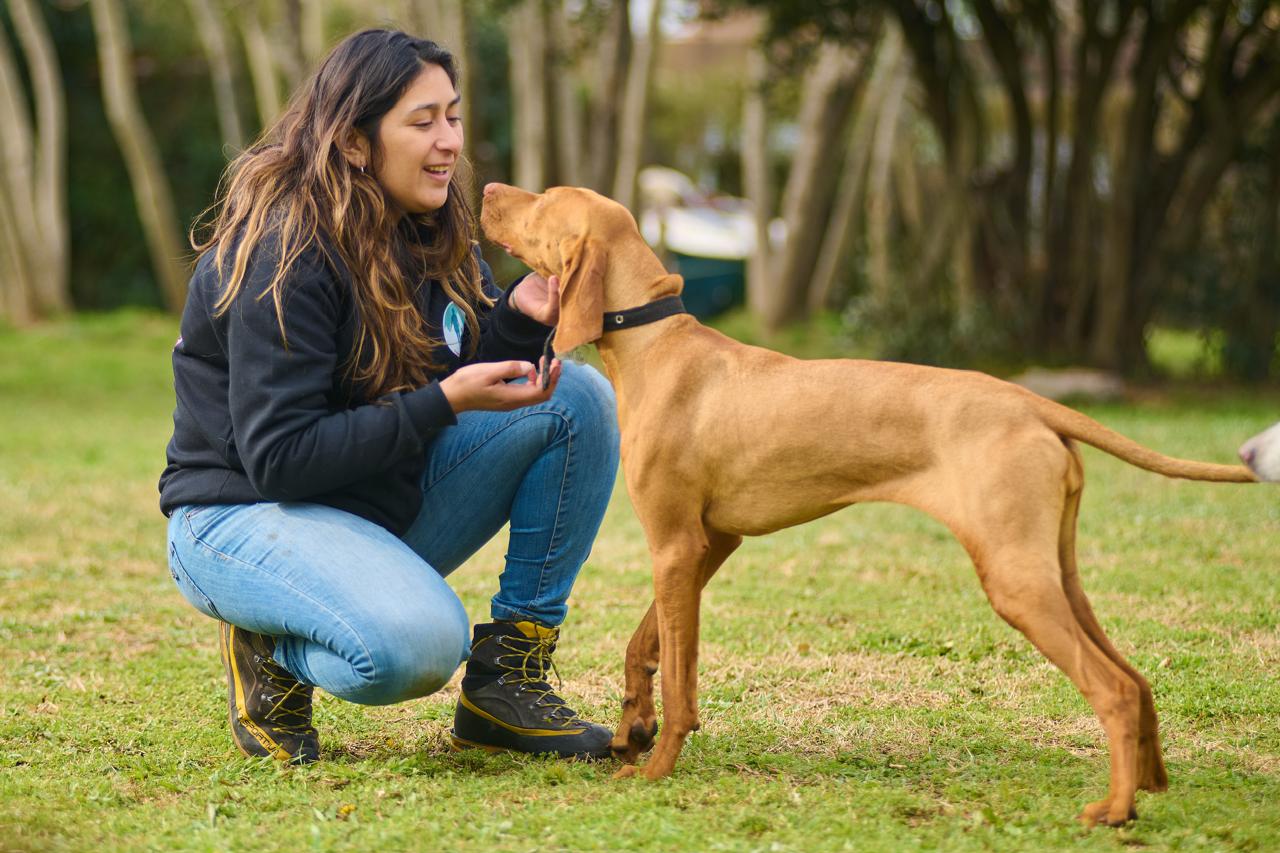 Vínculo entre persona y perro