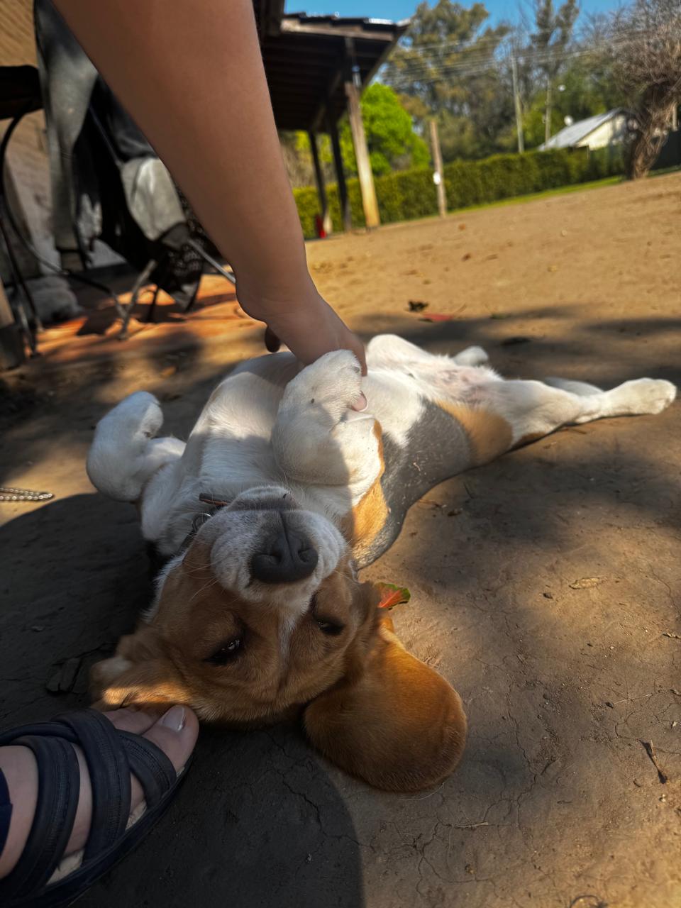 Perros descansando juntos durante su estadía en Artemisa