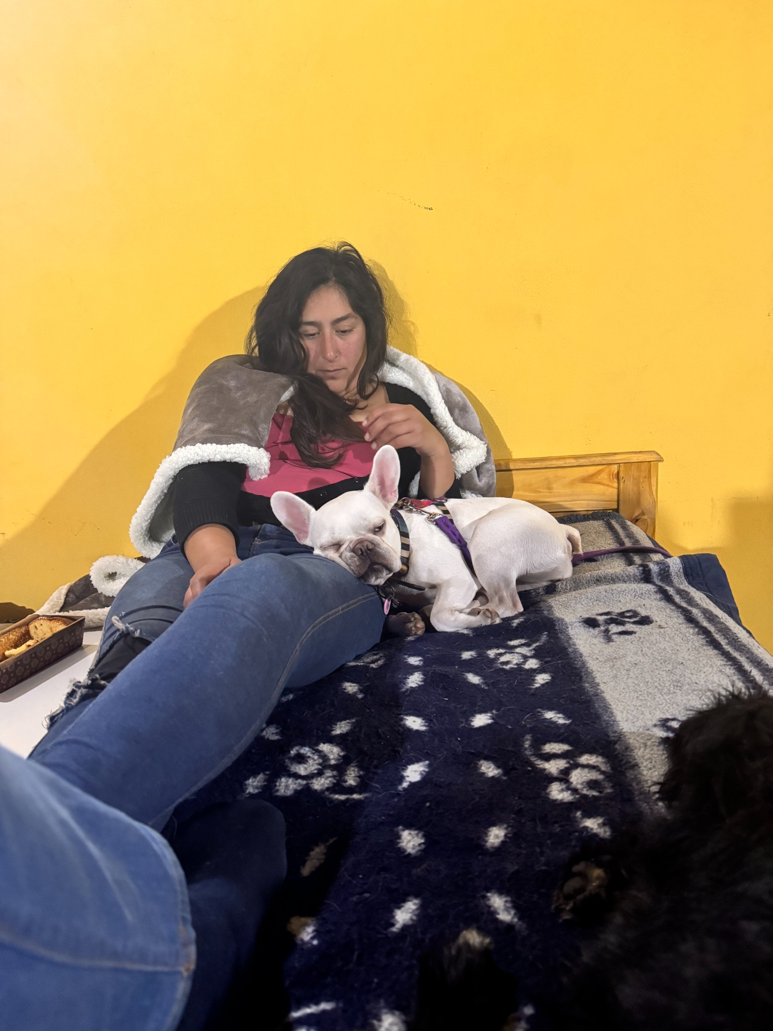 Perros descansando cómodamente durante el pensionado