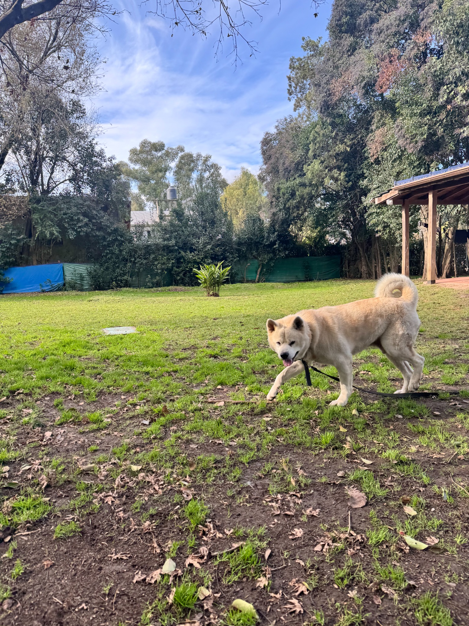 Perros dentro de la casa de Artemisa