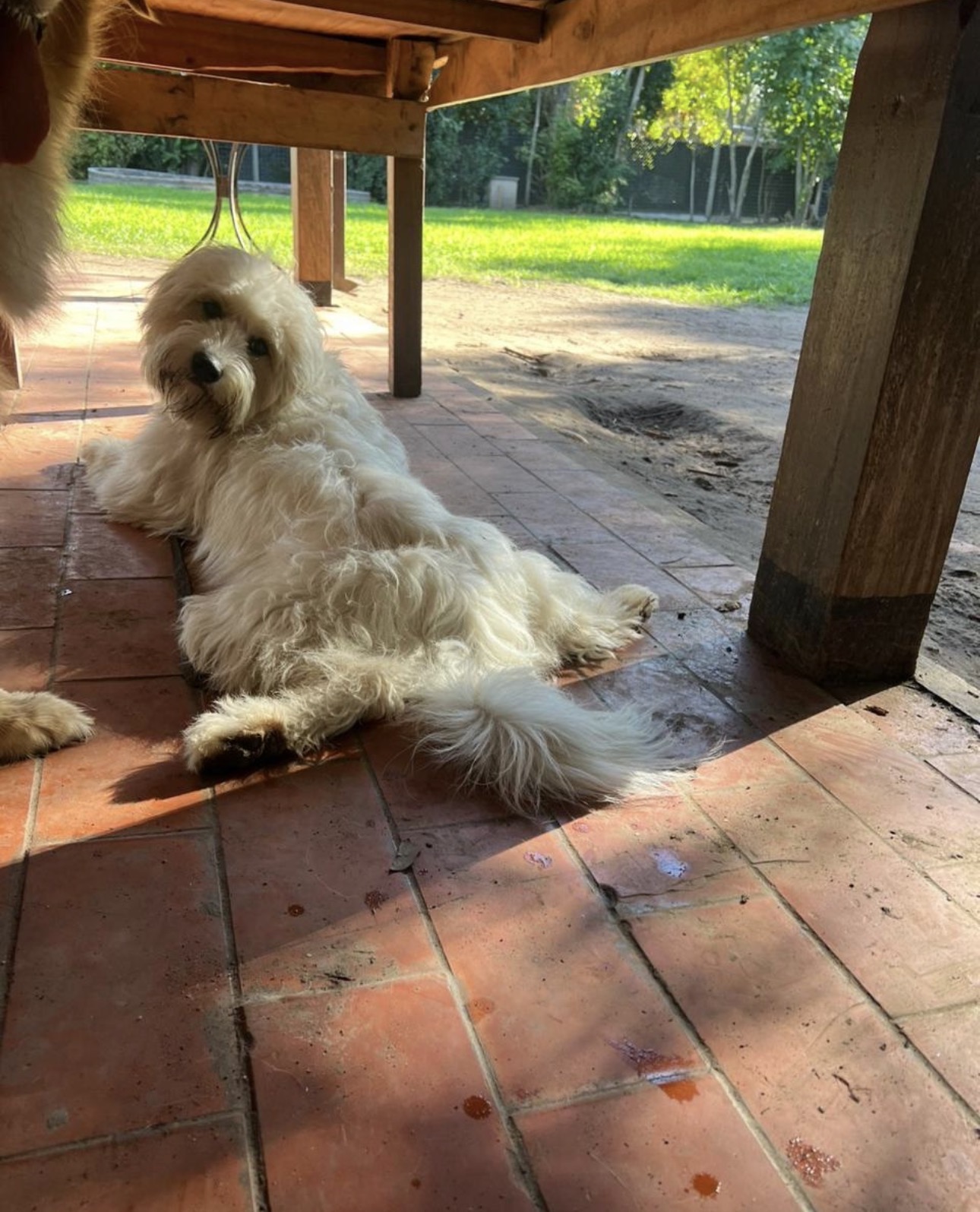Perro descansando