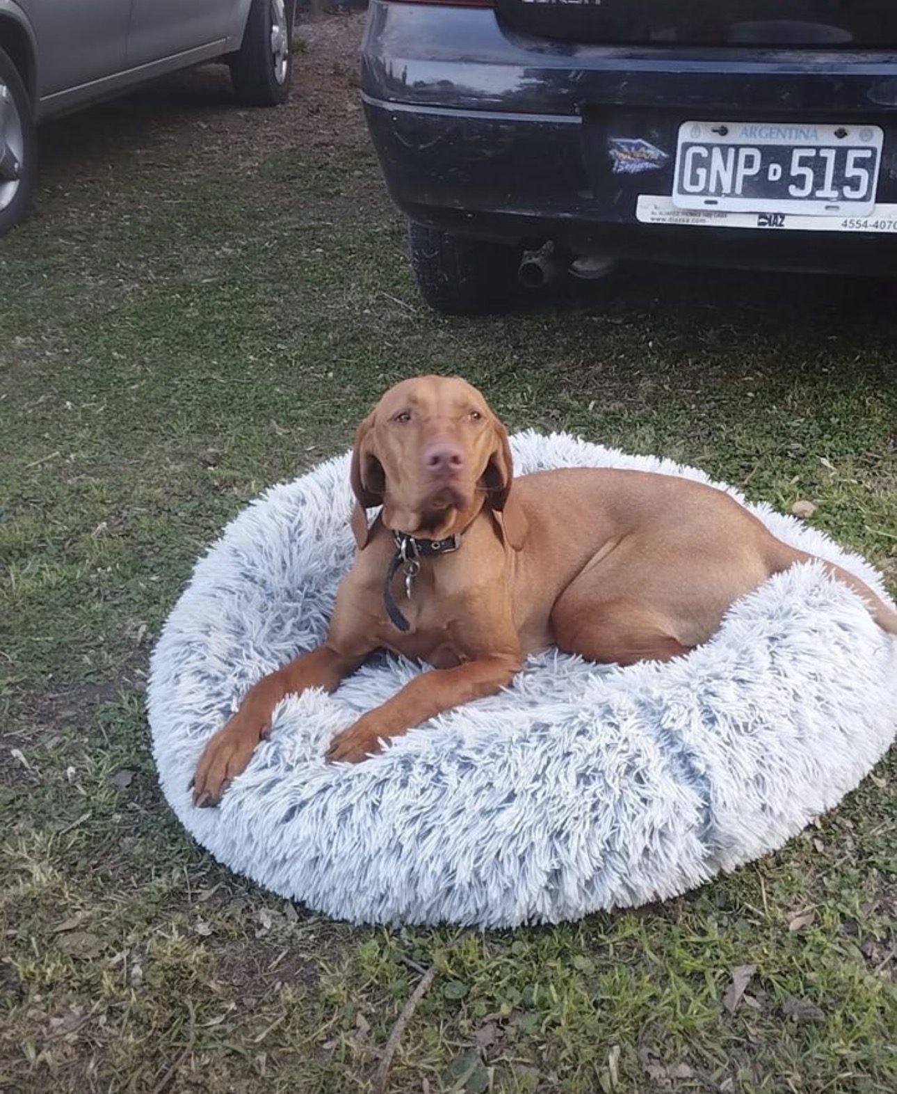 Perro descansando cómodamente