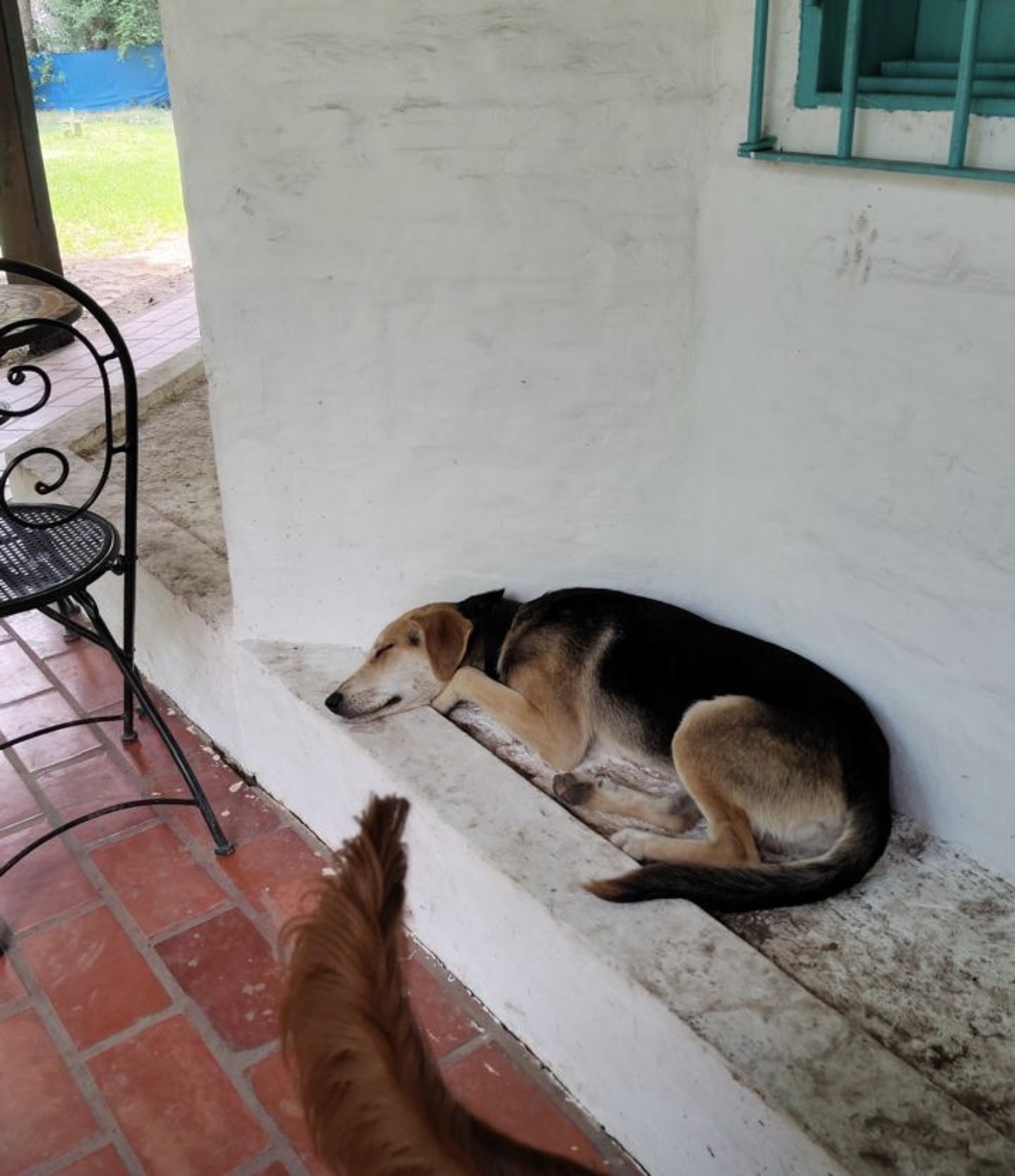 Perros descansando en interior