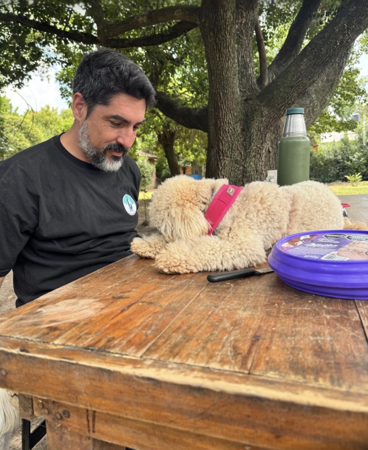 Perros descansando en Artemisa