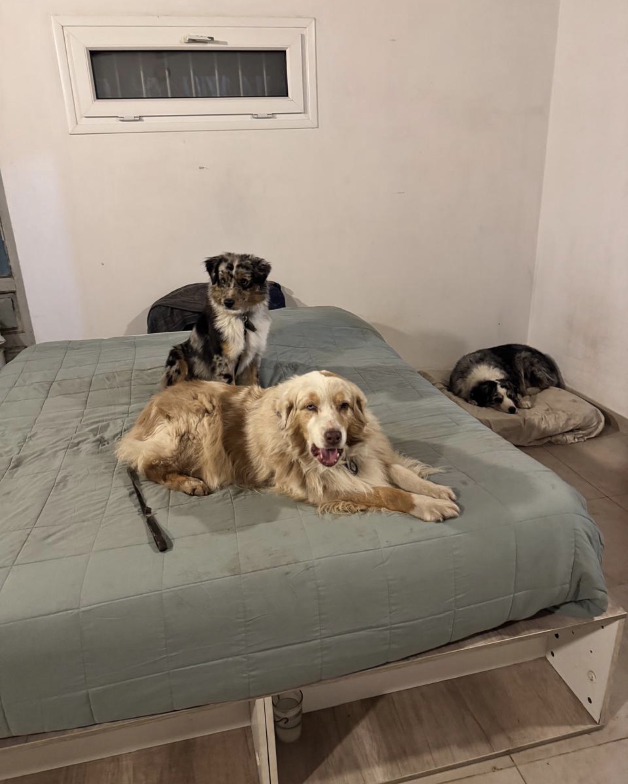 Perro descansando en Artemisa