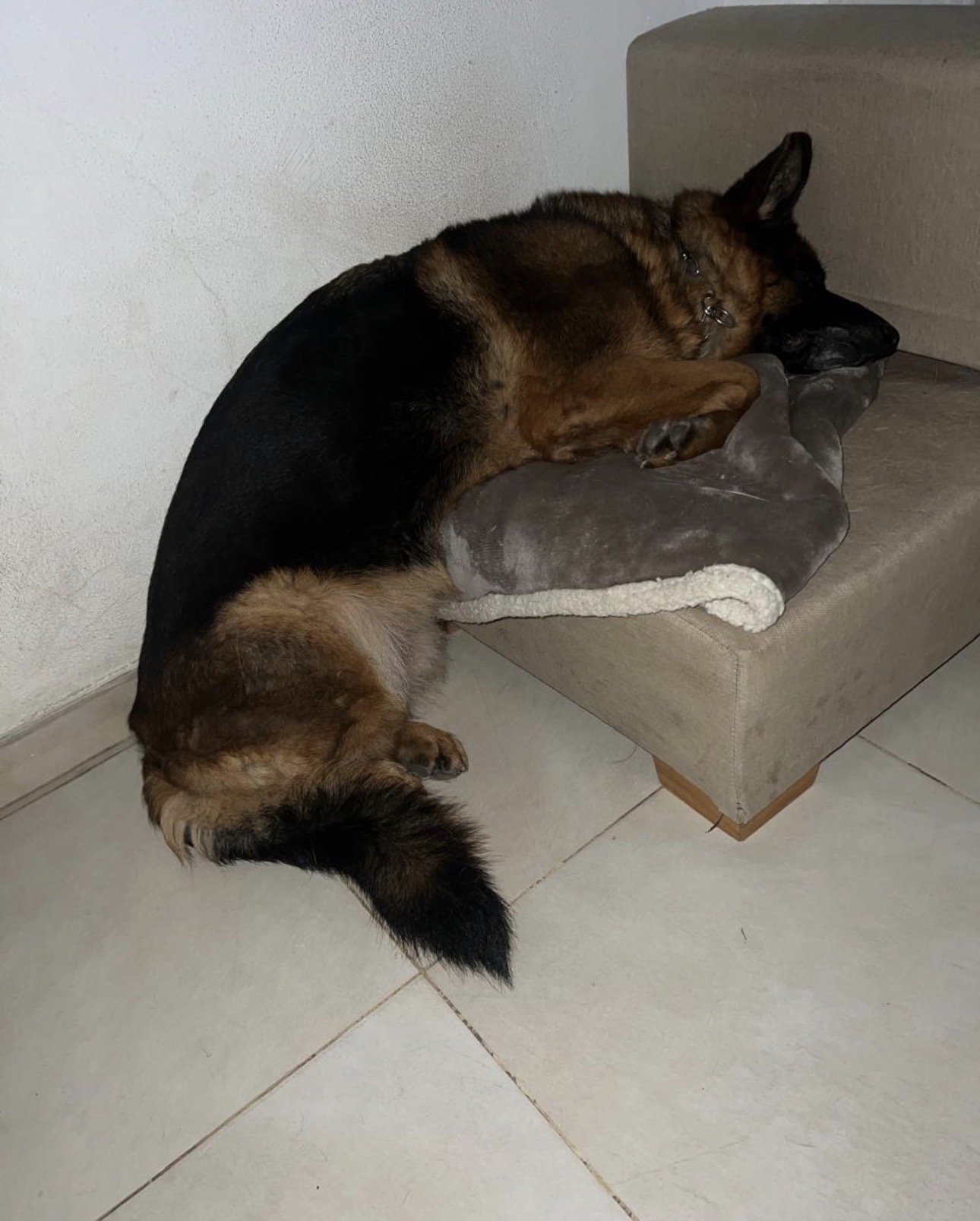 Perros descansando juntos