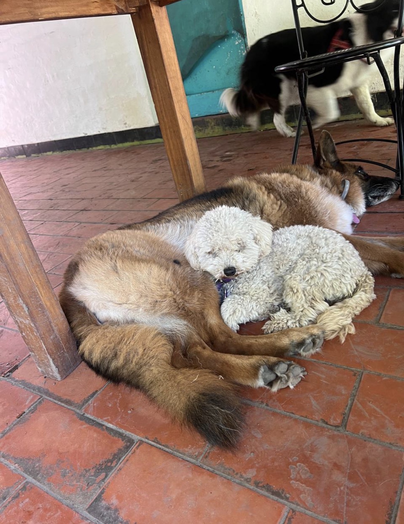 Perro descansando cerca nuestro