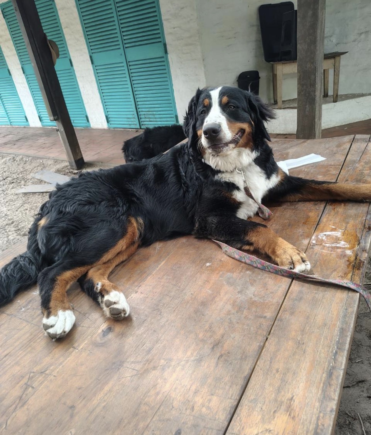 Perro descansando cerca nuestro