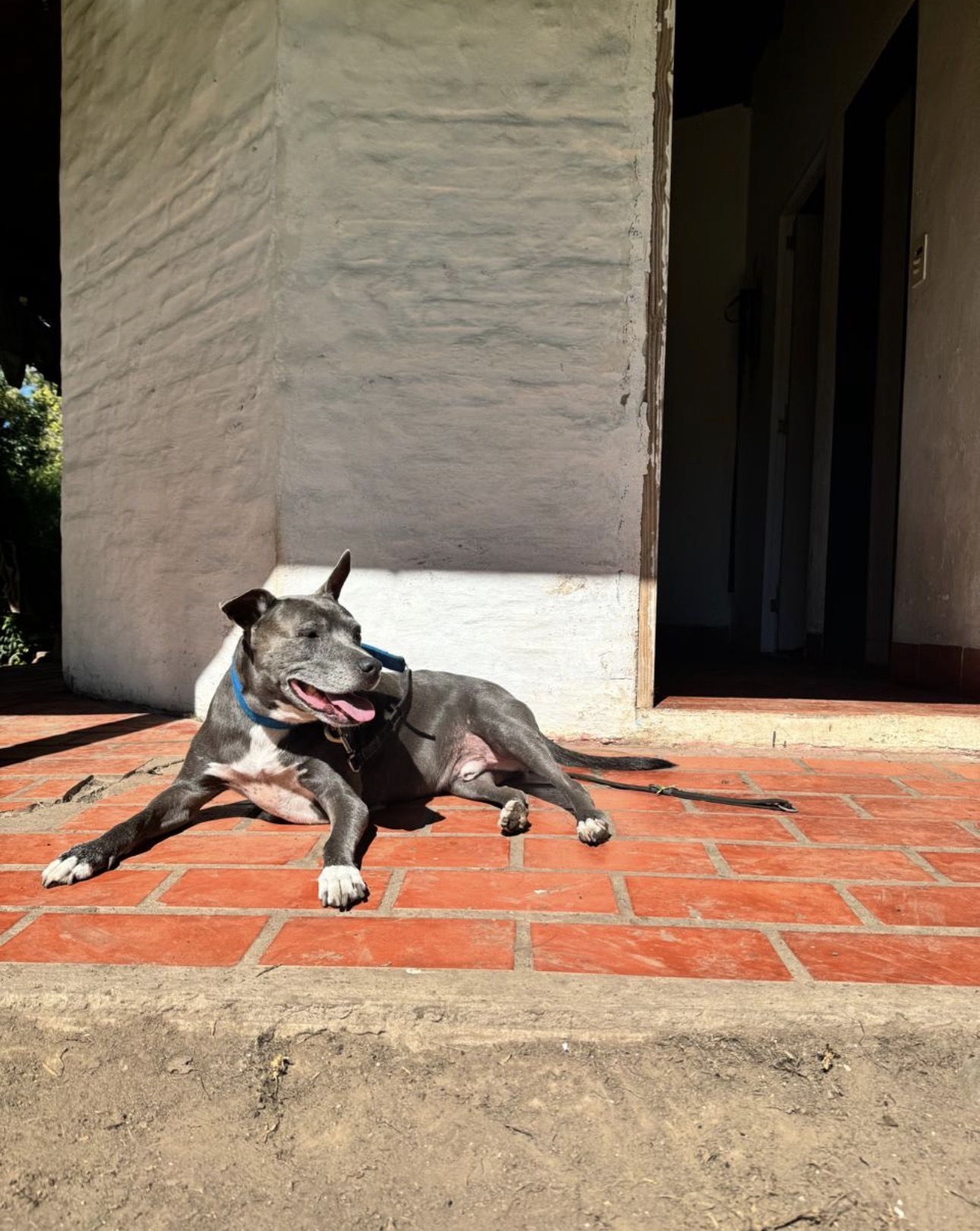 Perro descansando en un lugar cómodo