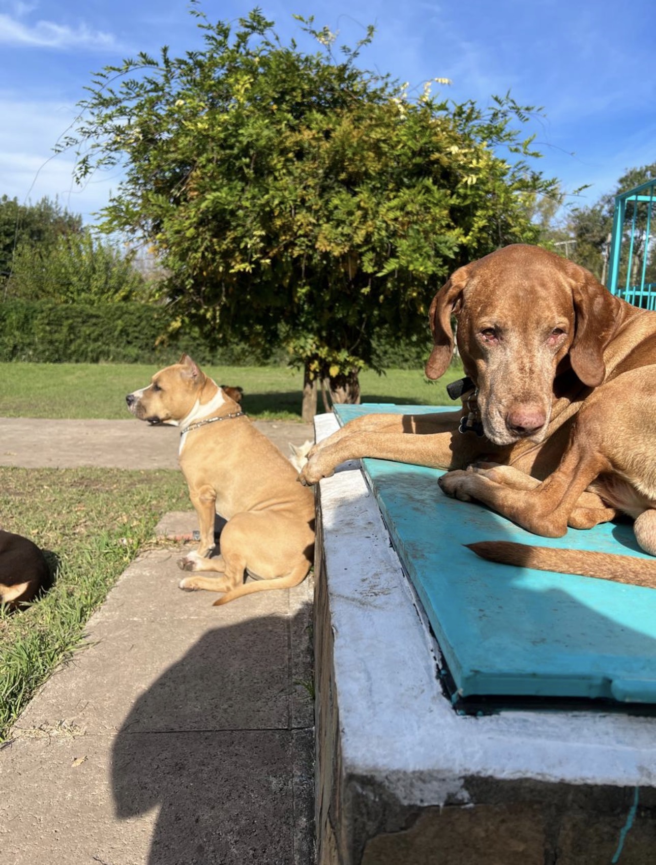 Perro descansando durante la jornada