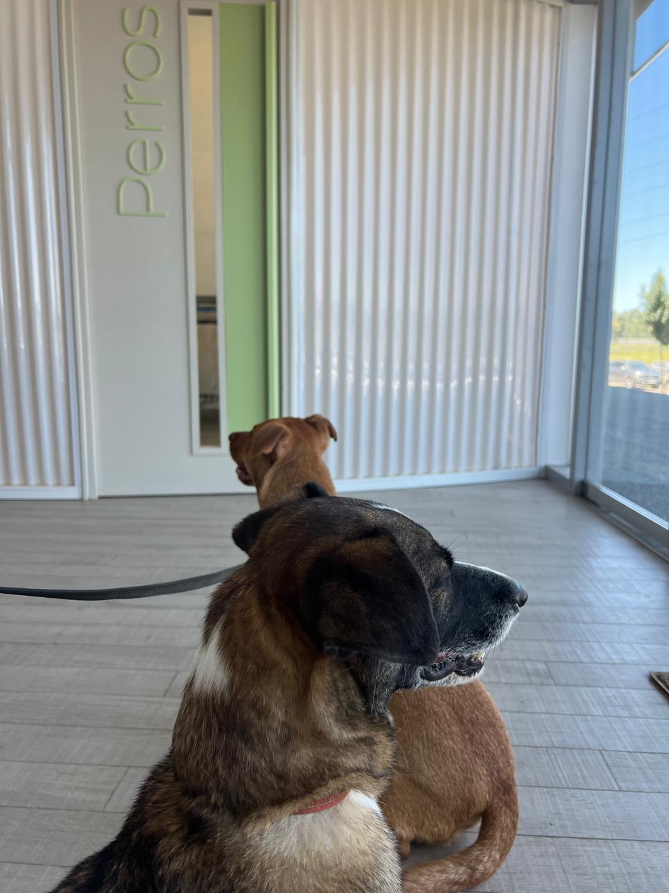 Acompañamiento canino