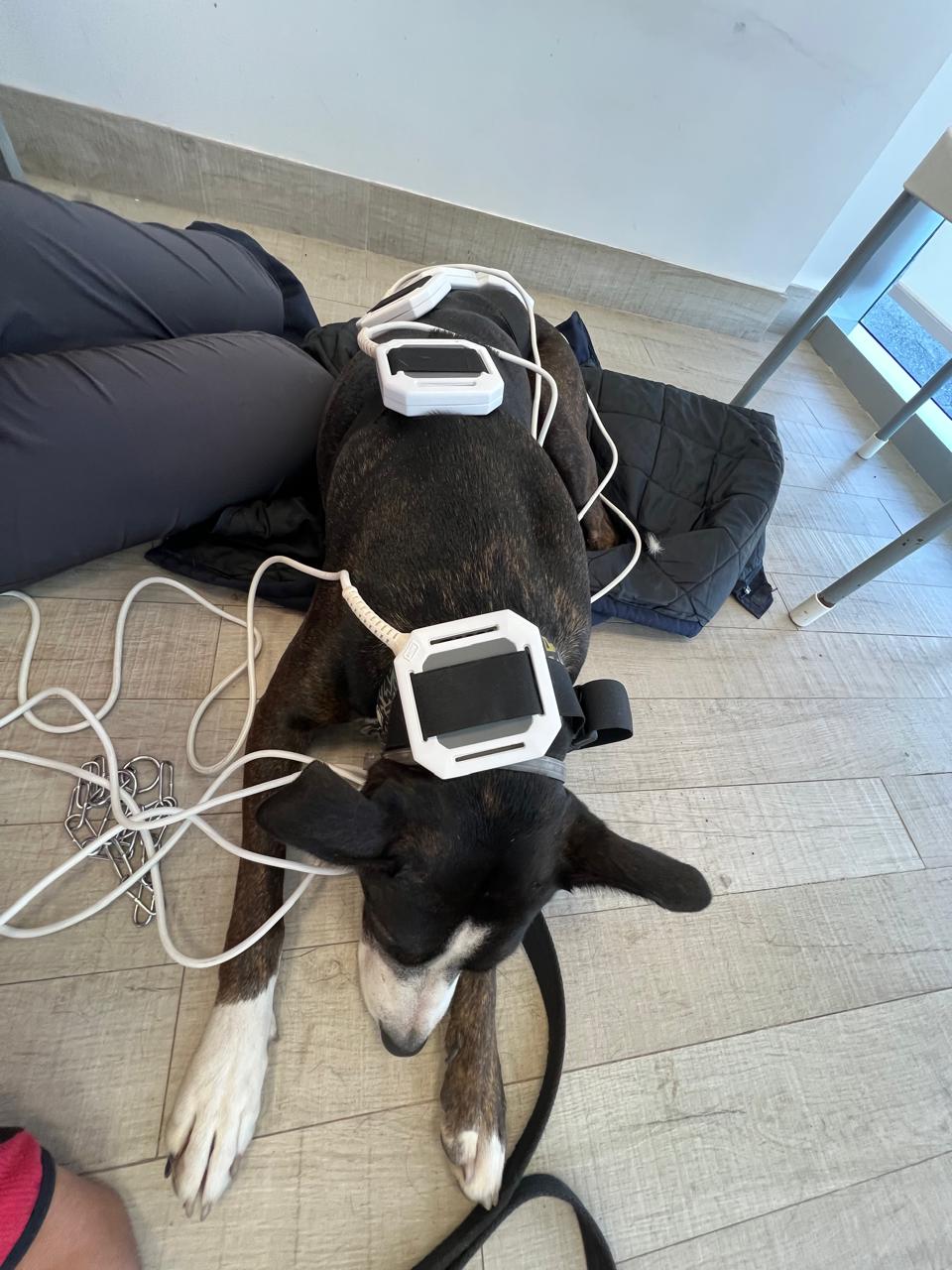 Trabajo corporal canino