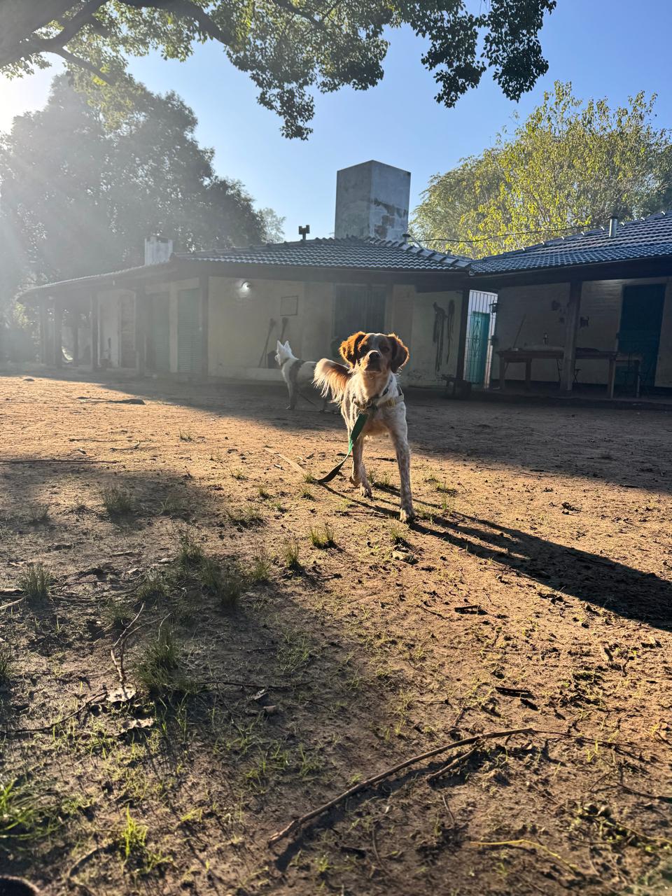 Actividad recreativa con perros